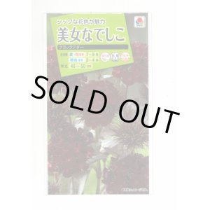 画像: 花の種　美女なでしこ　ブラックアダー　小袋　タキイ種苗（株）（ＮＬ200）