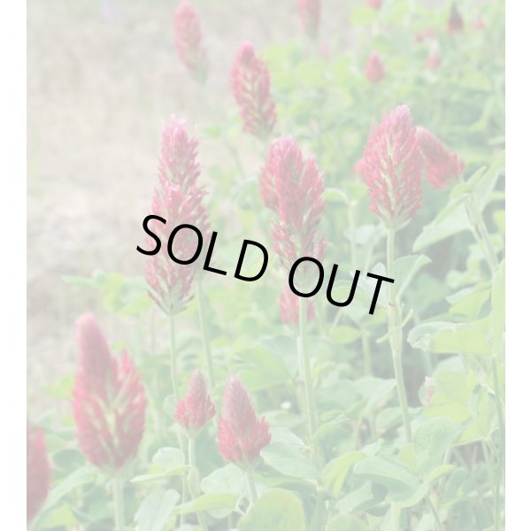 画像3: 送料無料　[緑肥]　緑肥用クリムソンクローバー　ディクシー　60ml　タキイ種苗 (3)