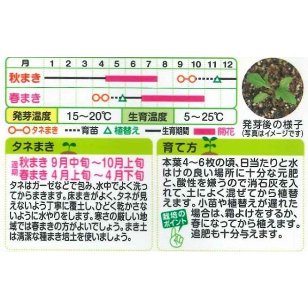 画像4: 送料無料　花の種　バーベナ　ロングラン　ミックス　タキイ種苗(株)(ＮL200) (4)