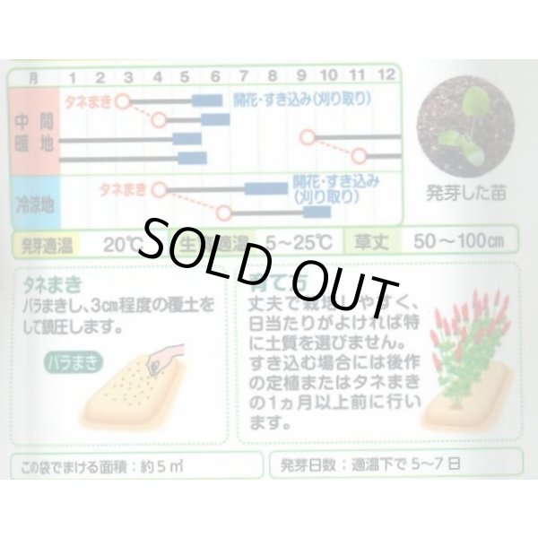 画像2: 送料無料　[緑肥]　緑肥用クリムソンクローバー　ディクシー　60ml　タキイ種苗 (2)