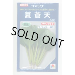 画像: 送料無料　[小松菜]　夏蒼天　20ml　タキイ種苗(株)