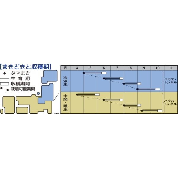 画像3: [小松菜]　夏蒼天　 2dl 　タキイ種苗（株） (3)