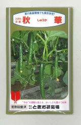 画像: 送料無料　[キュウリ]　秋華　350粒　(株)ときわ研究場