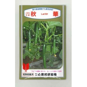 画像: [キュウリ]　送料無料！秋華　350粒　（株）ときわ研究場