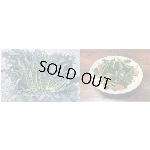 画像2: 送料無料　[ブロッコリー]　ブロッコリーフ　45粒　小林種苗（株） (2)