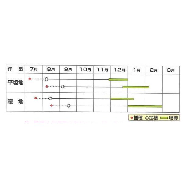 画像2: [カリフラワー] オレンジさん 15粒 小林種苗（株） (2)