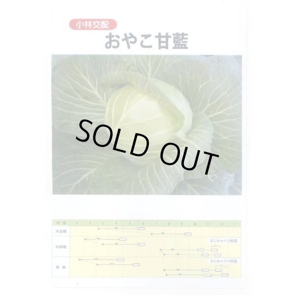 画像1: 送料無料　[キャベツ]　キャベツ　おやこ甘藍　1ml(約220粒)　小林種苗(株) (1)