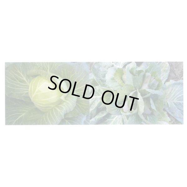 画像2: 送料無料　[キャベツ]　キャベツ　おやこ甘藍　1ml(約220粒)　小林種苗(株) (2)