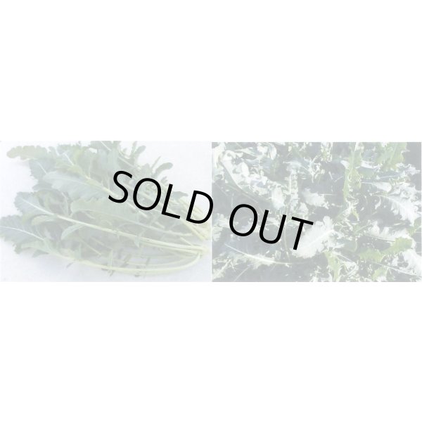 画像3: 送料無料　[ブロッコリー]　ブロッコリーフ　45粒　小林種苗（株） (3)