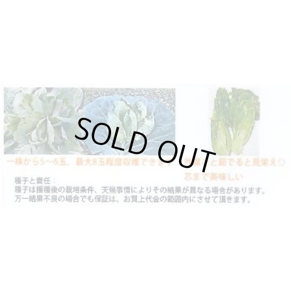 画像3: 送料無料　[キャベツ]　キャベツ　おやこ甘藍　1ml(約220粒)　小林種苗(株) (3)
