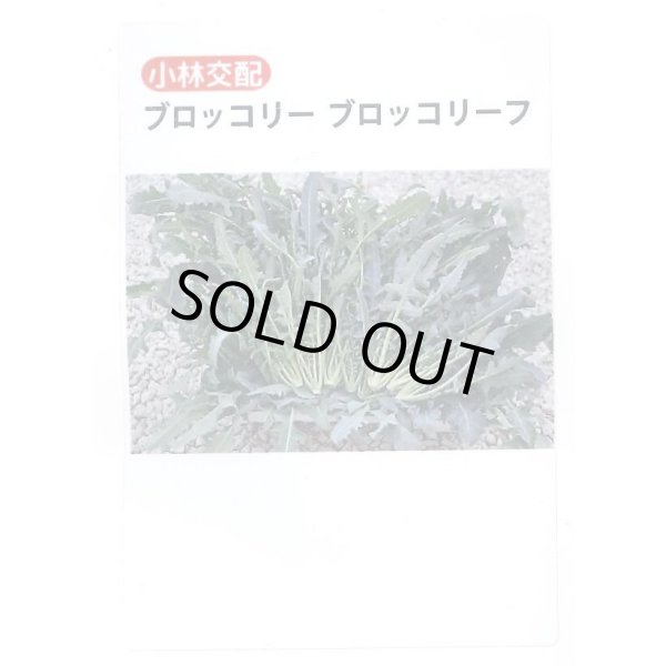 画像1: 送料無料　[ブロッコリー]　ブロッコリーフ　45粒　小林種苗（株） (1)