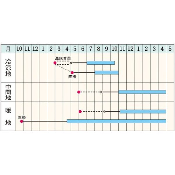 画像2: [葉物]　パセリ　カーリ・パラマウント（約620粒）　タキイ種苗　GF (2)