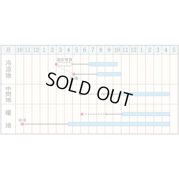画像2: 送料無料　パセリ　カーリ・パラマウント(約620粒)　タキイ種苗　GF (2)