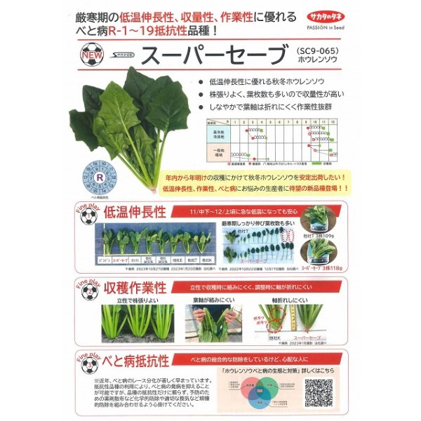 画像2: [ほうれんそう]　スーパーセーブ　種子サイズM　3万粒　（株）サカタのタネ (2)