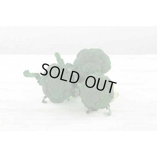 画像5: 送料無料[ブロッコリー] アーリーキャノン 2000粒 (株)サカタのタネ (5)