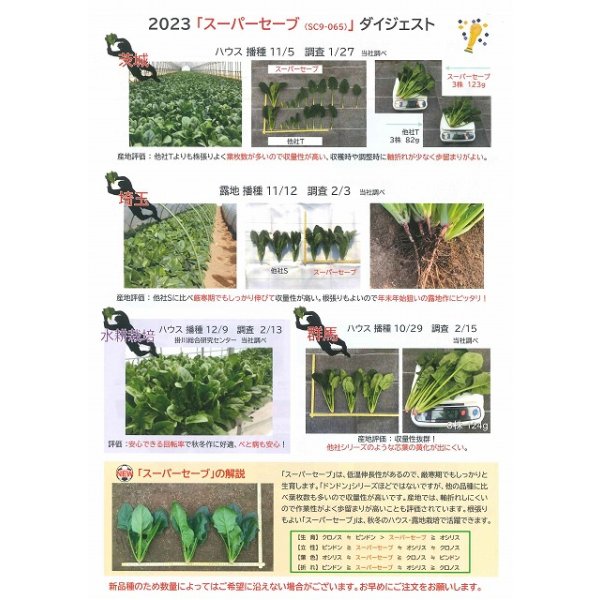 画像3: [ほうれんそう]　スーパーセーブ　種子サイズM　3万粒　（株）サカタのタネ (3)