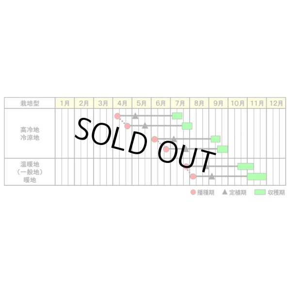 画像4: 送料無料 [ブロッコリー] アーリーキャノン ペレット5千粒 (株)サカタのタネ (4)