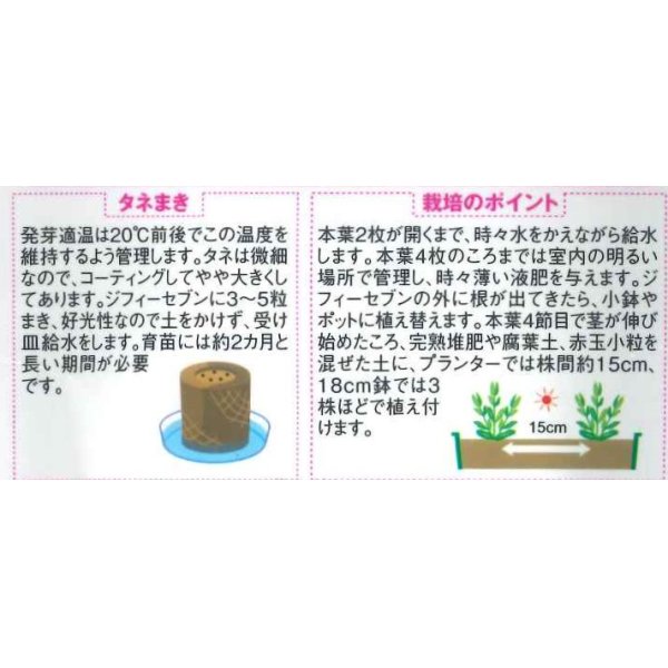 画像2: 花の種　トルコギキョウ　マキアミックス　30粒　サカタのタネ（株）　実咲350 (2)
