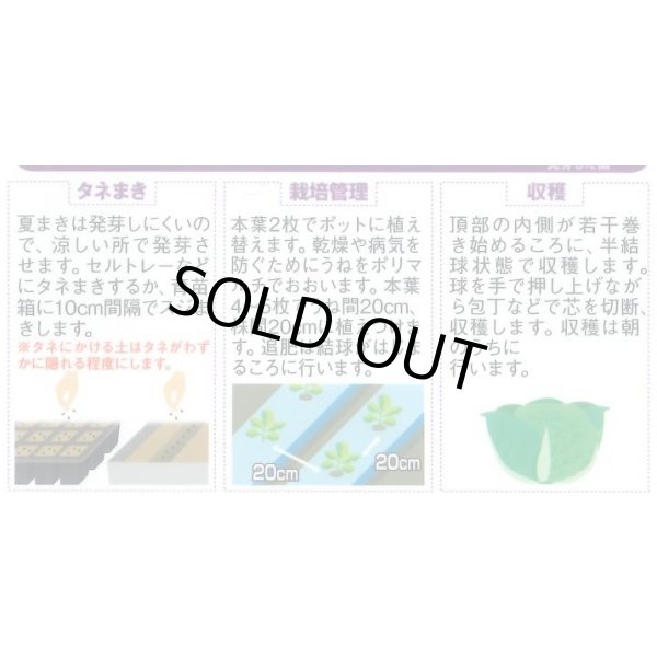 画像2: [レタス] コスレタス ミニロメインレタス 40粒 (株)サカタのタネ 実咲450(003954) (2)