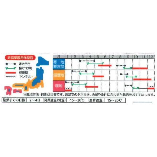 画像3: [レタス]　コスレタス　ミニロメインレタス　40粒　サカタのタネ（株）　実咲400 (3)