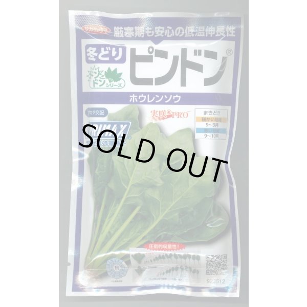 画像1: 送料無料　[ほうれんそう]　ピンドン　100ml　(約4000粒)(株)サカタのタネ　実咲PRO (1)