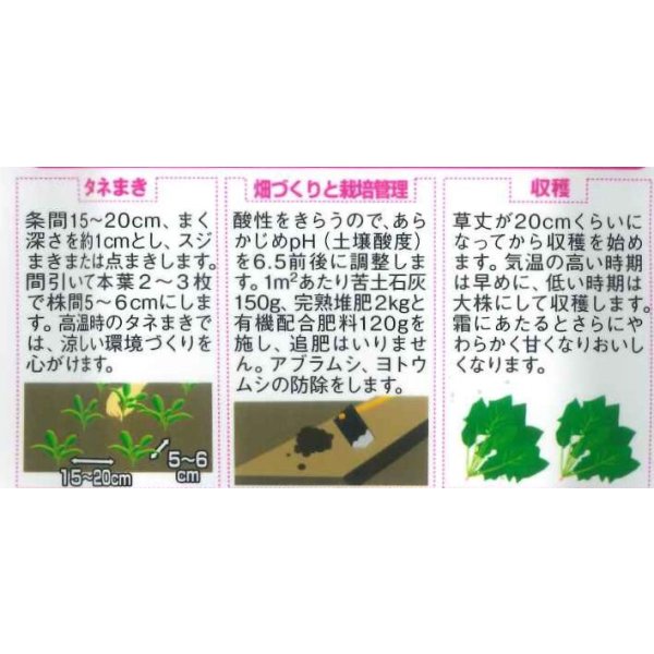 画像3: 送料無料　[ほうれんそう]　寒締め吾郎丸　25ml　(株)サカタのタネ　実咲250（003956） (3)