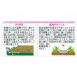 画像2: 送料無料　花の種　ディディスカス　レースフラワー　1.2ml　(株)サカタのタネ　実咲350（026120） (2)