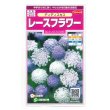 画像1: 花の種　　ディディスカス　レースフラワー　1.2ml 　サカタのタネ（株）実咲350 (1)