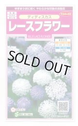 画像: 花の種　　ディディスカス　レースフラワー　1.2ml 　サカタのタネ（株）実咲350