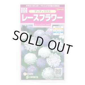 画像: 花の種　　ディディスカス　レースフラワー　1.2ml 　サカタのタネ（株）実咲350