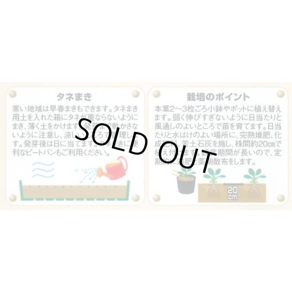 画像3: 花の種 パンジー 夢色スミレ オーシャン 約50粒 (株)サカタのタネ 実咲500（105174） (3)