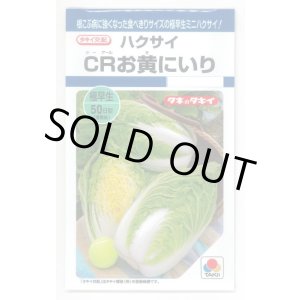 画像: 送料無料　[白菜]　CRお黄にいり　1.8ml（約300粒）　貴種(コートしてません)　タキイ種苗(株)　DF