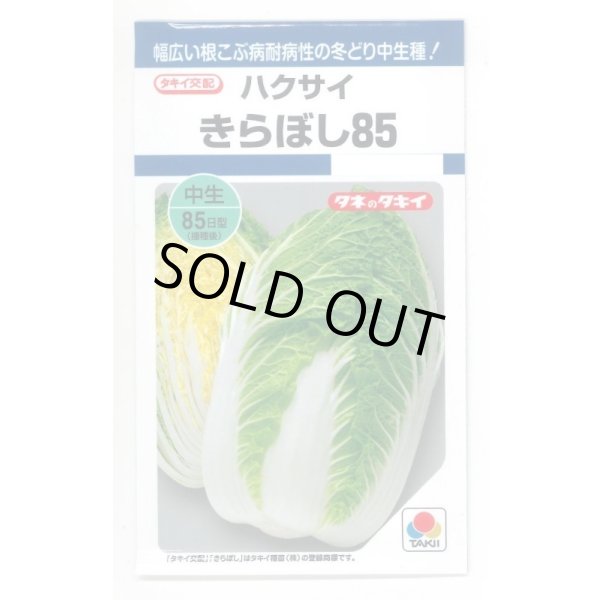 画像1: 送料無料　[白菜]　きらぼし85　0.9ml　タキイ種苗(株)　DF (1)