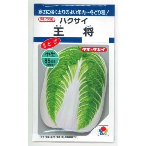 画像: 送料無料　[白菜]　王将　4ml（約730粒）　タキイ種苗(株)　DF