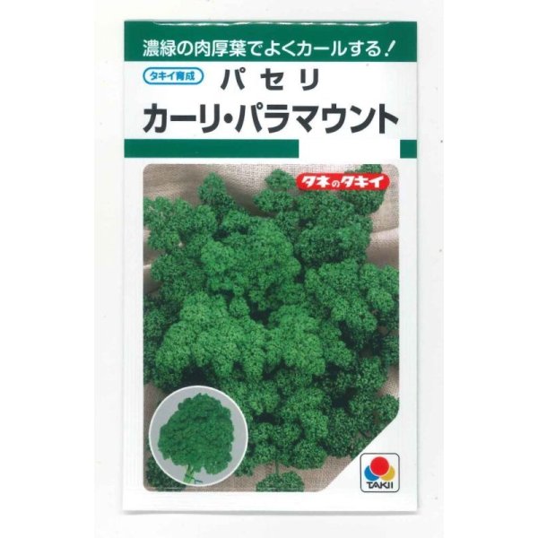 画像1: [葉物]　パセリ　カーリ・パラマウント（約620粒）　タキイ種苗　GF (1)