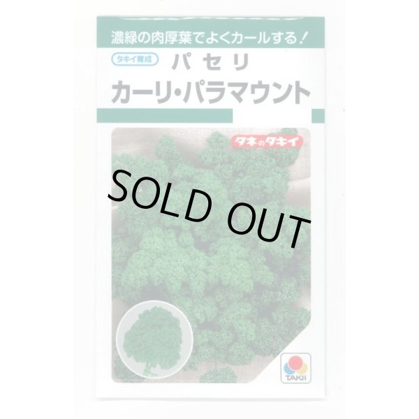 画像1: 送料無料　パセリ　カーリ・パラマウント(約620粒)　タキイ種苗　GF (1)