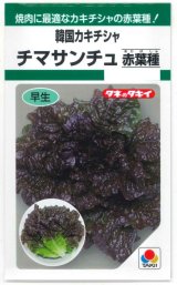 画像: 送料無料　[レタス]　チマサンチュ　赤葉種　0.9ml　タキイ種苗　GF
