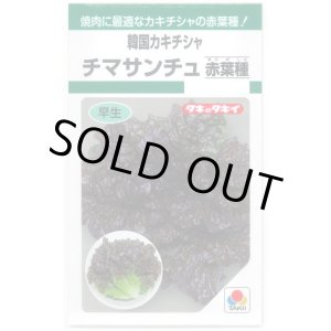 画像: 送料無料　[レタス]　チマサンチュ　赤葉種　0.9ml　タキイ種苗　GF