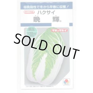 画像: 送料無料　[白菜]　晩輝　2ml　タキイ種苗(株)　DF