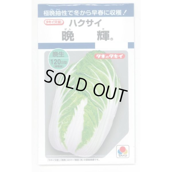画像1: 送料無料　[白菜]　晩輝　2ml　タキイ種苗(株)　DF (1)