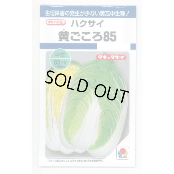 画像1: 送料無料　[白菜]　黄ごころ85　1ml　タキイ種苗(株)　DF (1)