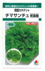 画像: 送料無料　[レタス]　チマサンチュ　青葉種　0.9ml　タキイ種苗　GF