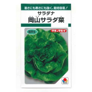 画像: [葉物]　サラダナ　岡山サラダ菜　1.4ml　タキイ種苗（株）　GF　