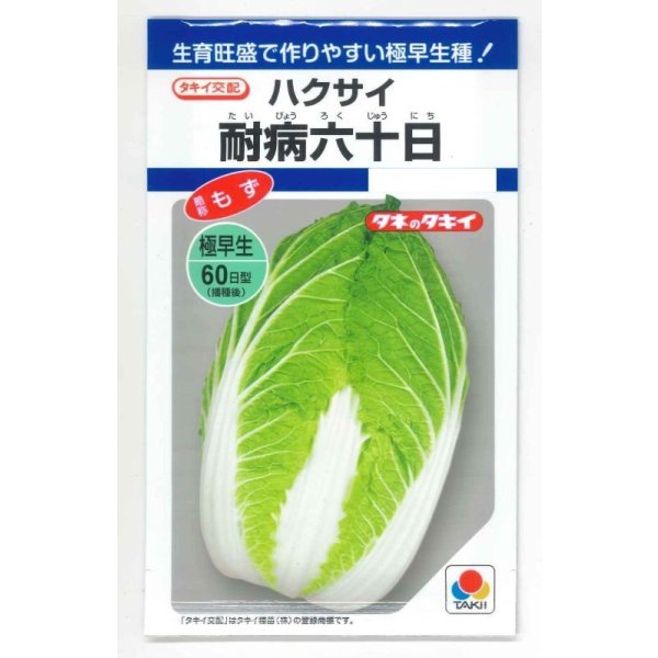 画像1: 送料無料　[白菜]　耐病六十日　2.2ml（約390粒）　タキイ種苗(株)　DF (1)