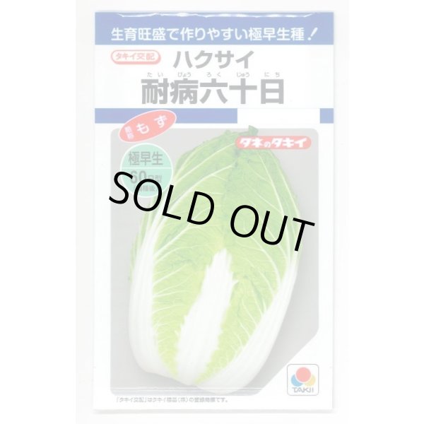 画像1: 送料無料　[白菜]　耐病六十日　2.2ml　タキイ種苗(株)　DF (1)