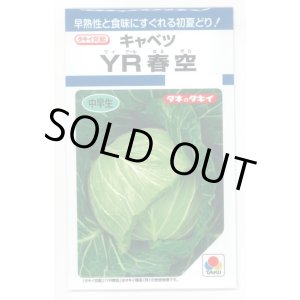 画像: 送料無料　[キャベツ]　YR春空　1.2ml　(およそ190粒)貴種(コートしてません)　タキイ種苗(株)　DF
