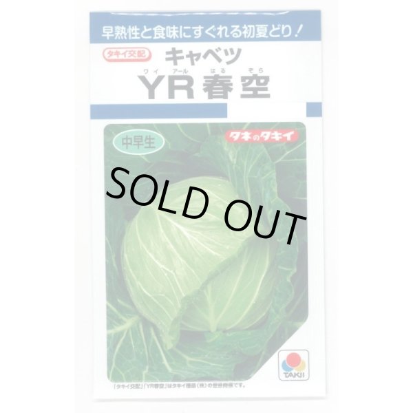 画像1: 送料無料　[キャベツ]　YR春空　1.2ml　(およそ190粒)貴種(コートしてません)　タキイ種苗(株)　DF (1)