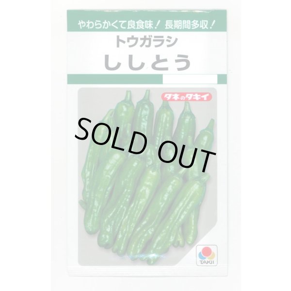 画像1: 送料無料　[ししとう]　ししとう　135粒　タキイ種苗　GF (1)