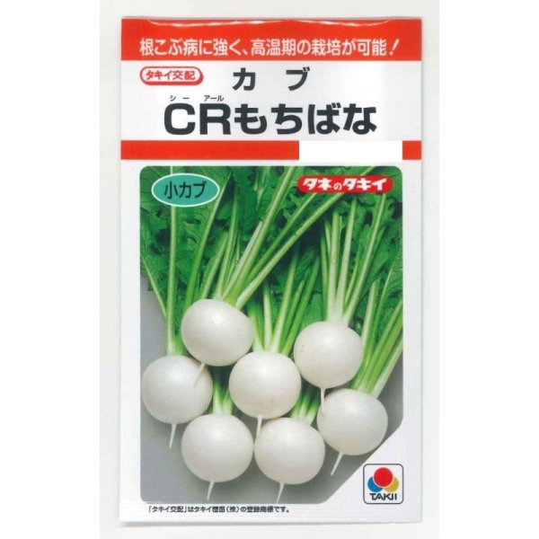 画像1: 送料無料　[かぶ]　ＣＲもちばな　3.5ml　タキイ種苗(株)　RF (1)