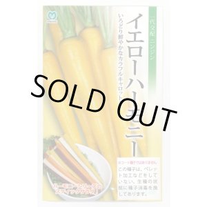 画像: 送料無料　[人参]　イエローハーモニー　1000粒　丸種(株)